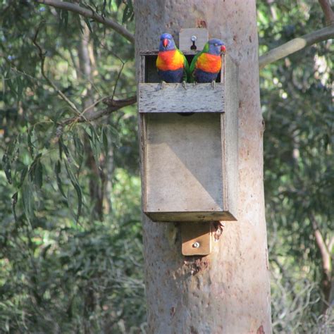 metal nesting boxes for parrots|australian native bird nesting boxes.